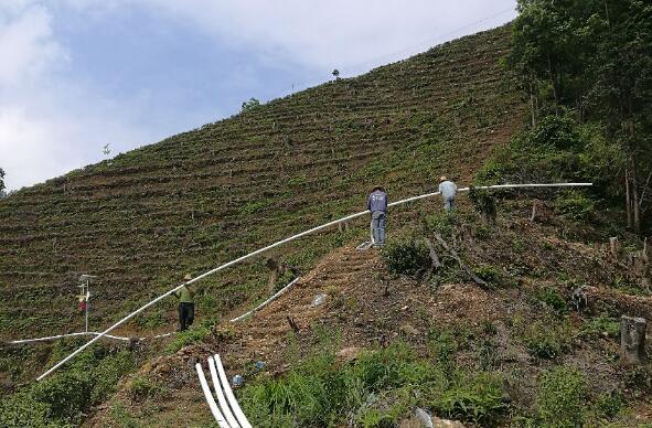 巧用滴灌，農(nóng)專(zhuān)家手把手教你種出好柚子！