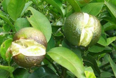 果實(shí)到底為什么會(huì)裂果，原因居然是這些！